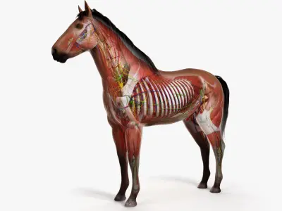  Full Horse Anatomy 