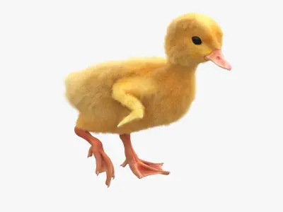  Duck Ducklings Animated Fur Rigged For Blender Collection 