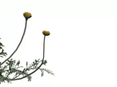 Realistic Yellow Wildflower Clump Low-poly 3D model