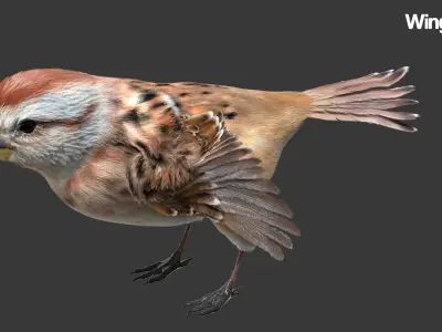  American Sparrow Fur Animated Rigged 