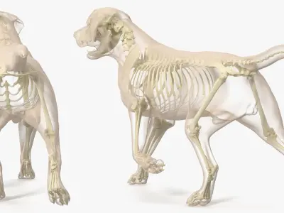  Dog Skeletal Anatomy with Translucent Shell Walking Pose 