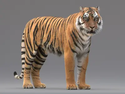  Tiger Rigged Fur 