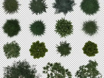 2D Conifiers Plants TopViews Collection 24 Layers PNG PSD PDF Texture