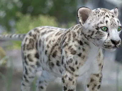  Snow Leopard Cub Clawing Motion Animated Rigged 