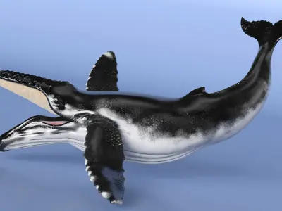  Realistic Humpback Whale Rigged for Cinema 4D 