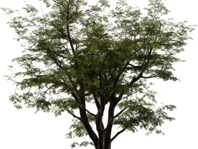 Realistic Multi Stem Tree Model Low-poly 3D model