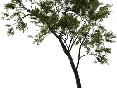 Realistic High-Poly Tree Model Low-poly 3D model