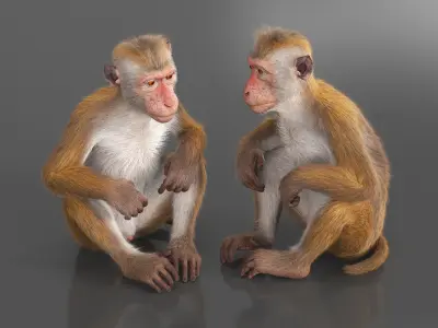  Sitting Macaque Light Brown Fur for Maya 