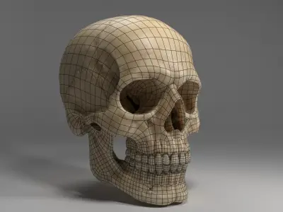  Realistic Human Skull 