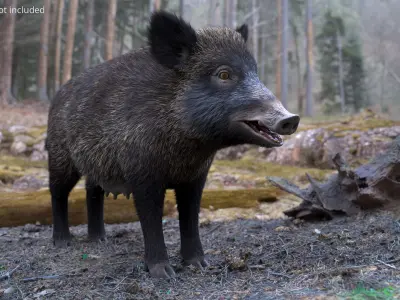 Wild Boar Female Fur 