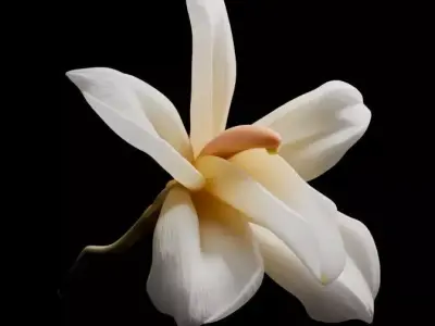 Vanilla Flower 3D model