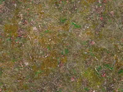 Seamless Mossy Ground Dirt Texture  Texture