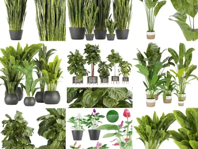 Collection plant indoor vol 6 3D Model Pack