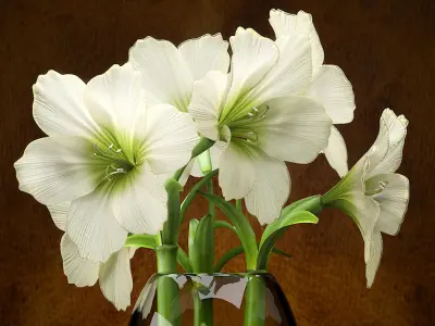  FLOWERS AMARYLLIS 3D model