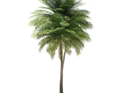 Coconut Palm Tree 3D Model 9m 3D model
