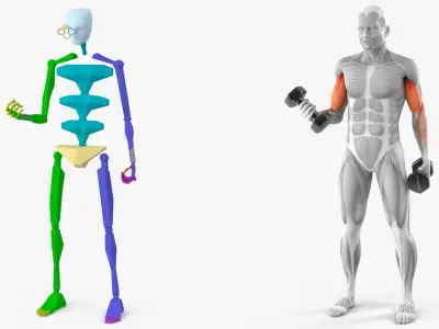  Male Muscular System Biceps Curls Animated Rigged 