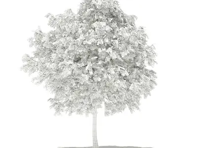 Pomelo Tree 3D model