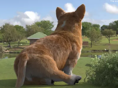  Pembroke Welsh Corgi Dog Sitting Pose Fur 