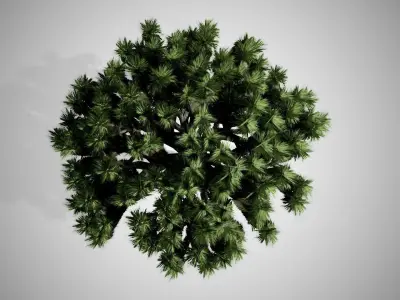 Dracaena Tree Low-poly 3D model