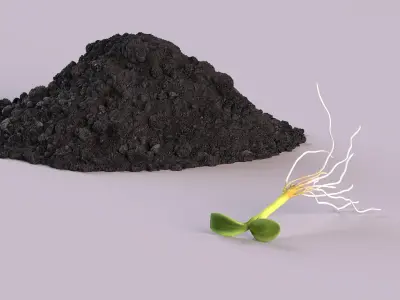  Seedling and Soil 