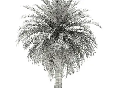 Butia Palm Tree 3D Model 4m 3D model