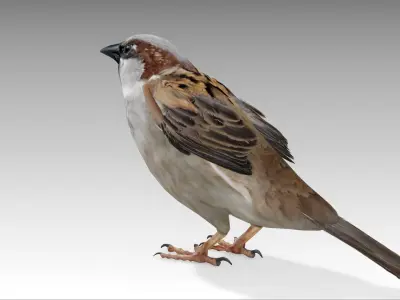 Sparrow 