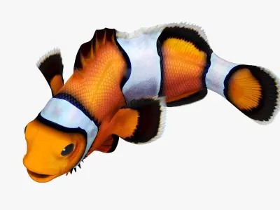  Coral Fish Rigged for Cinema 4D Collection 