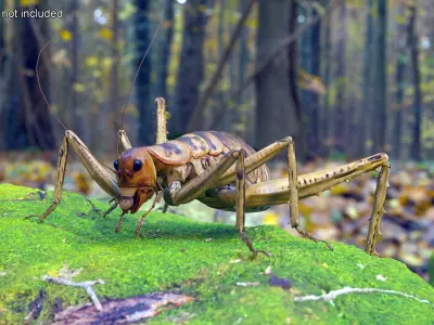  Insects Collection Rigged for Maya 