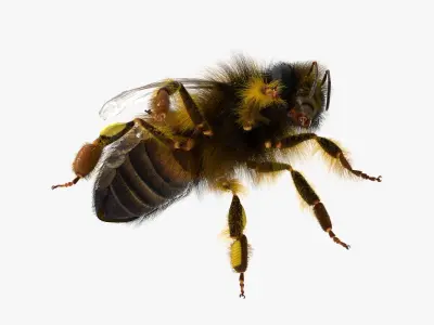  Honey Bee Insect Eating Animated Fur Rigged For Blender 