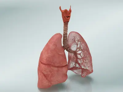  Lungs with bronchial tree 