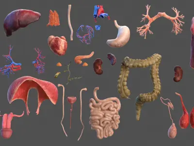  Male Full Body Anatomy and Skin 