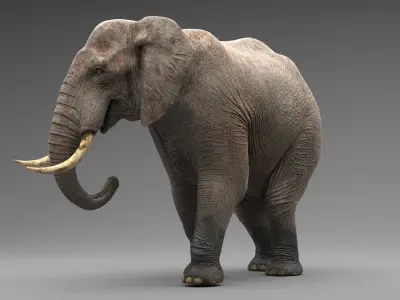  Elephant Rigged 