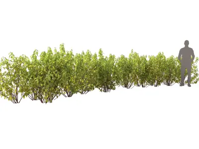 Cornus Flaviramea 01 3D model