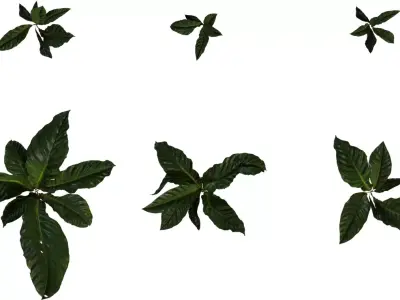 Tropical Broadleaf Ground Plant Pack  Low-poly 3D model