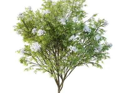 Sambucus nigra Tree 05 3D model