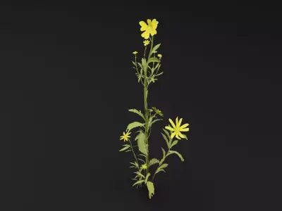 Senecio Pinnatifolius Plant Low-poly 3D model
