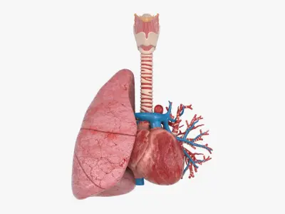  Trachea Lung Bronchial Vessels 