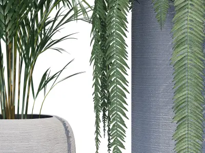 Havalo three potted plants 3D model