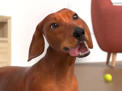  Smooth Dachshund Dog with Red Coat Rigged for Cinema 4D 