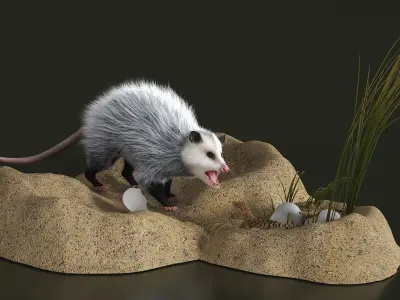 Opossum Destroys Reptile Nest Fur 