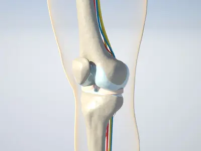  anatomically correct knee 
