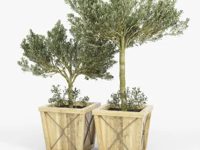 Olea Europaea box 3D model