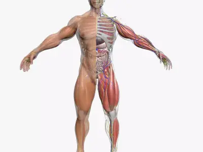 Ultimate Complete Male Anatomy 3DSmax 3D model