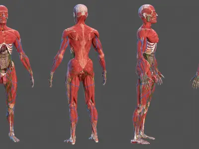  Male Full Body Anatomy 