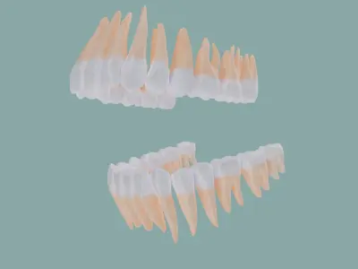  Teeth Gums and Bones 