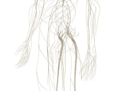 Complete Homan body anatomy male anatomy 