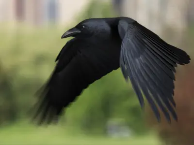  Chihuahuan Raven (Animated) 