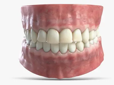  Human Teeth and Gum 