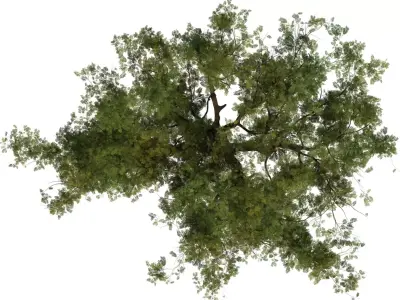 Realistic Multi Stem Tree Model Low-poly 3D model