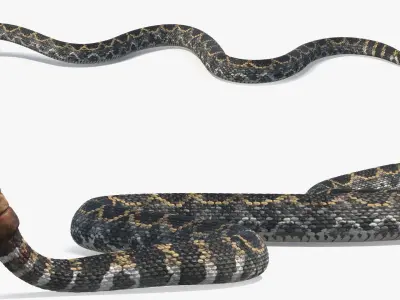  Rattlesnake Dark Rigged for Maya 